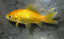 Golden Comet 5cm
