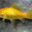 Golden Comet 5cm