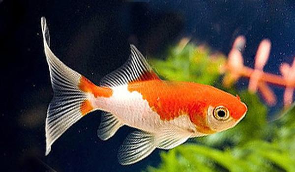 Red & White Comet 9cm 