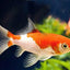 Red & White Comet 9cm 