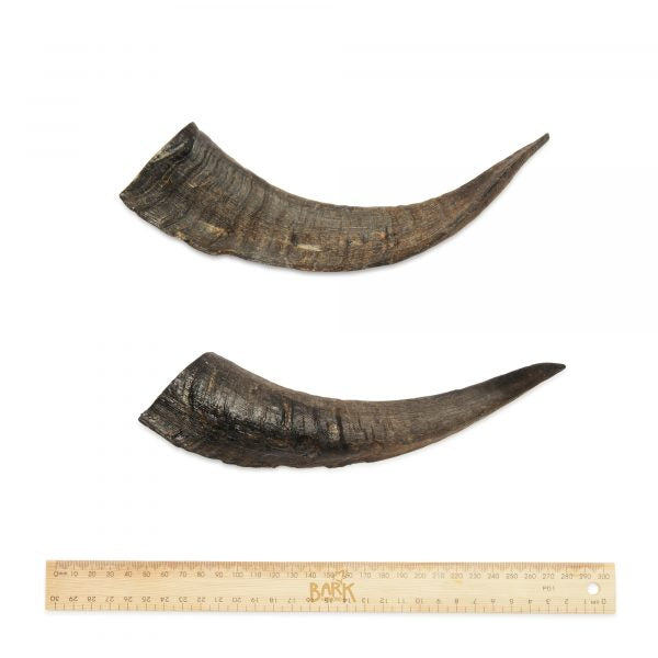 Bark & Beyond Goat Horn