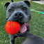 Happy Staffy Duraball Orange