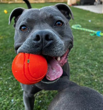 Happy Staffy Duraball Orange