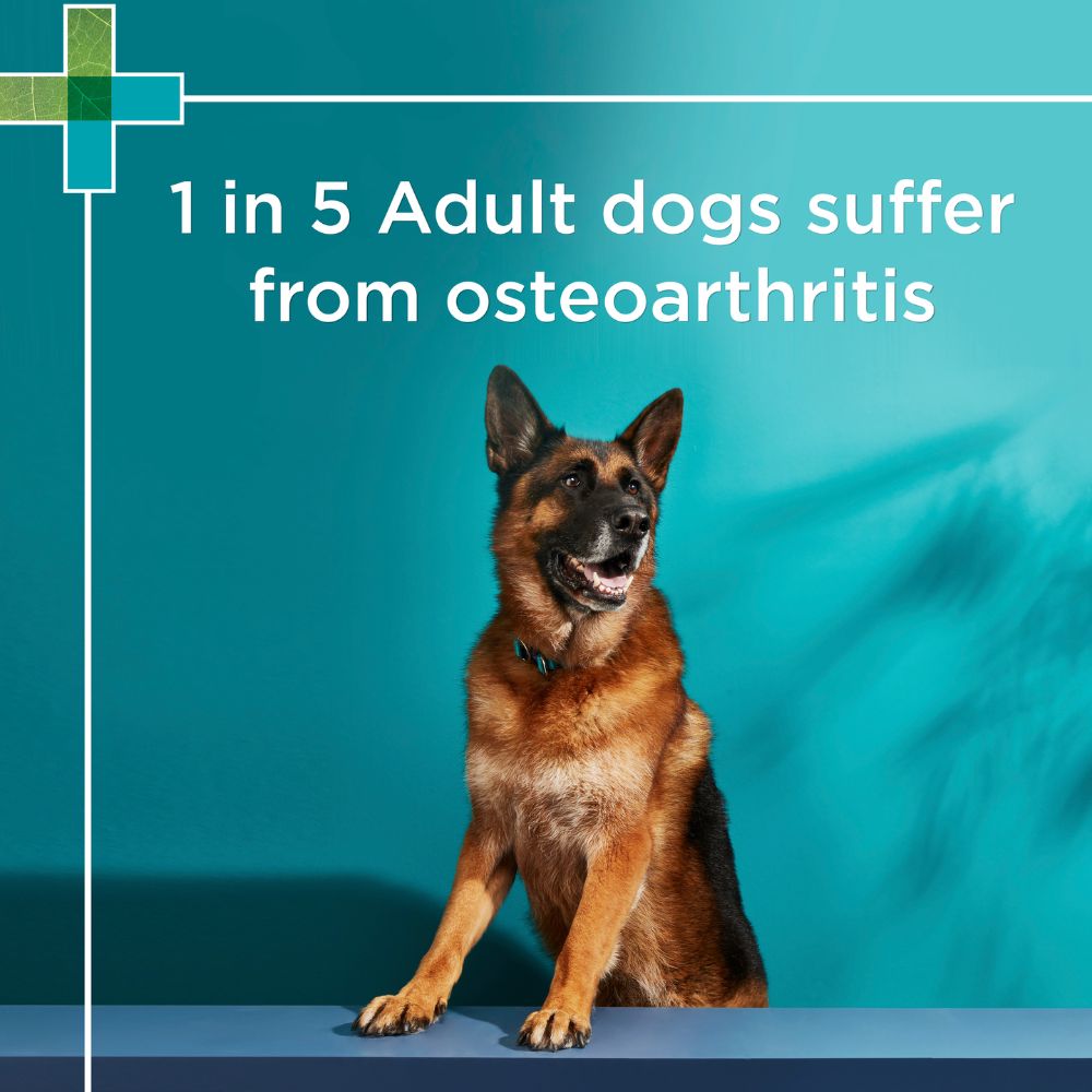 Paw Osteocare Chews 500g 