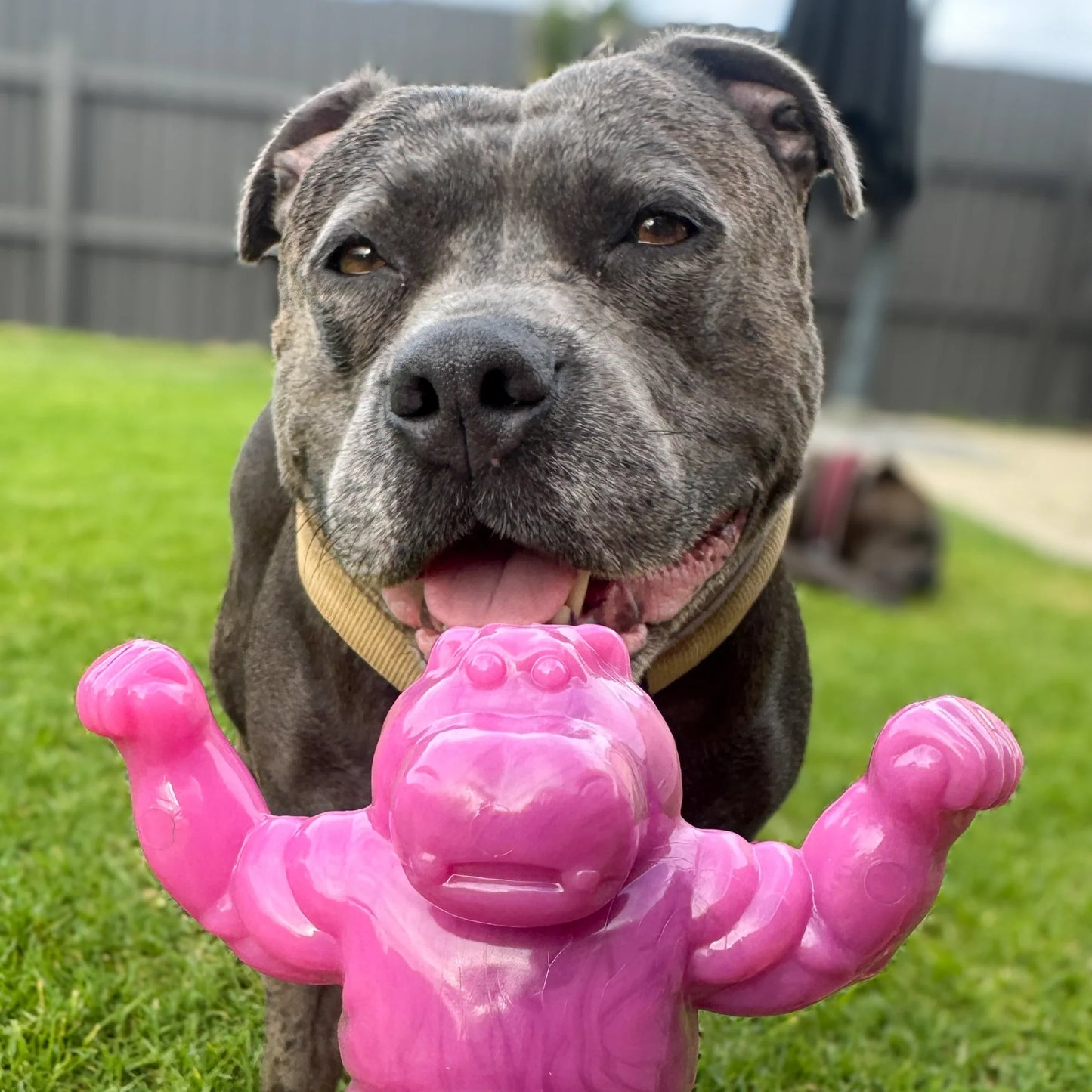Chomp-O-Potamus