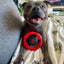 Power Chew Wheel