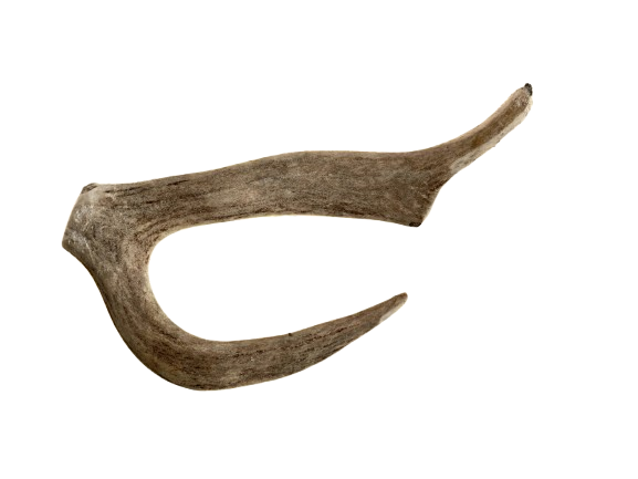 The Pawfect Butcher Whole Large Antlers