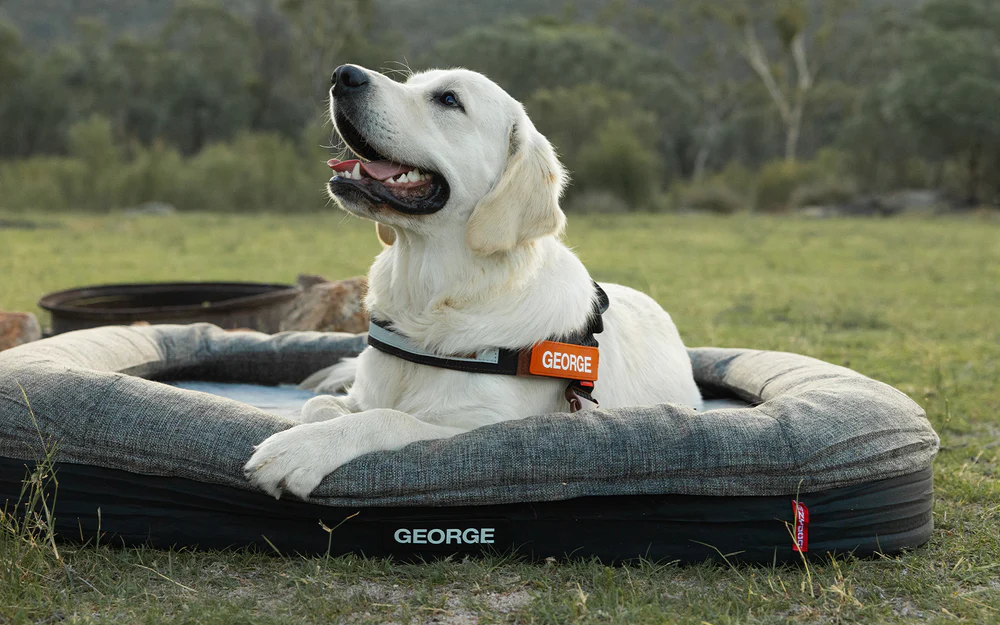 Ezy Dog 2In1 Ortho Calm Elite Bed Large Charcoal/Black