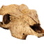 Exo Terra Buffalo Skull