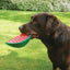 Biosafe Watermelon Toy