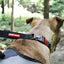 Ezy Dog Collar Checkmate Black