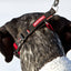 Ezy Dog Collar Checkmate Black