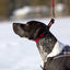Ezy Dog Double Up Collar Black