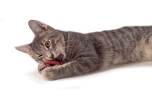 Pet Stages Catnip Plaque Away Pretzel