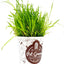 Pet Grass