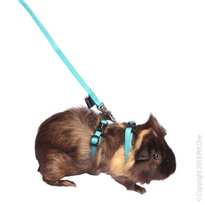 Diy guinea pig leash hotsell