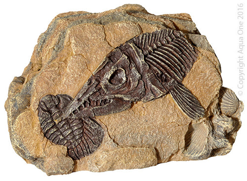 Aqua One Ornament Fossil Ichthyosaur Rock 19.2x11.2x12Cm