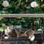 Pet One Cat Window Hammock
