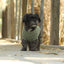 Huskimo Dog Jumper Frenchknit Eucalyptus