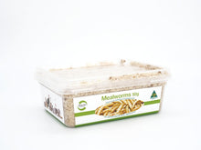 Pisces Mealworms 50g *AVAILABLE IN STORE OR LOCAL DELIVERY ONLY