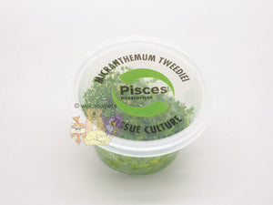 Pisces Tissue Culture Plant Micranthemum Tweediei