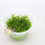 Pisces Tissue Culture Plant Micranthemum Tweediei
