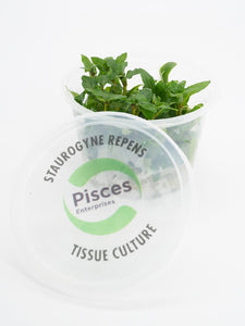 Pisces Tissue Culture Staurogyne repens
