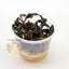 Pisces Tissue Culture Plant Alternanthera Reineckii ( Mini)