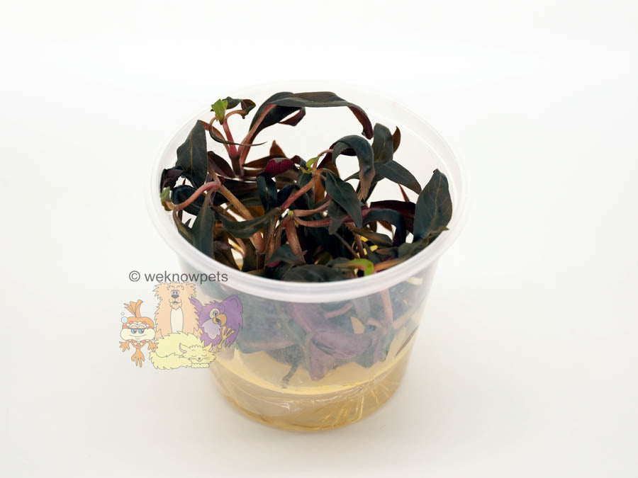 Pisces Tissue Culture Plant Alternanthera Reineckii ( Mini)