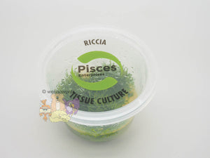Pisces Tissue Culture Plant Riccia