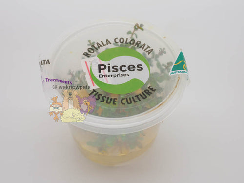 Pisces Tissue Culture Plant Rotala Colorata/Roundafolia