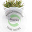 Pisces Tissue Culture Plant Rotala Colorata/Roundafolia