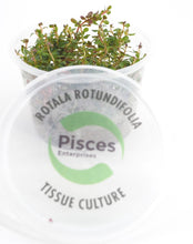 Pisces Tissue Culture Plant Rotala Colorata/Roundafolia
