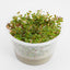 Pisces Tissue Culture Plant Rotala Colorata/Roundafolia