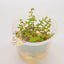 Pisces Tissue Culture Plant Rotala Colorata/Roundafolia