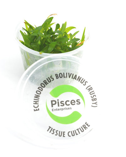 Pisces Tissue Culture Plant Echinodorus Bolivianus (Rusby)
