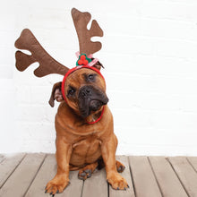 Christmas Reindeer Antler Head wear for Dogs | All Sizes Available