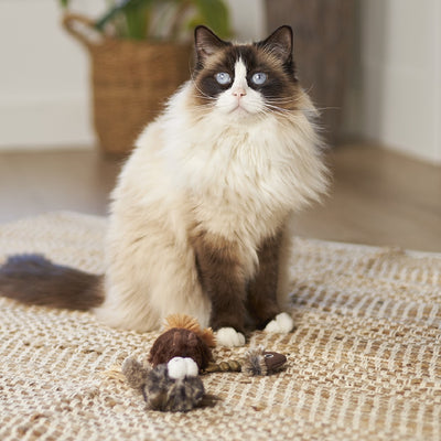 Kazoo Cat Toy Gone Fishing