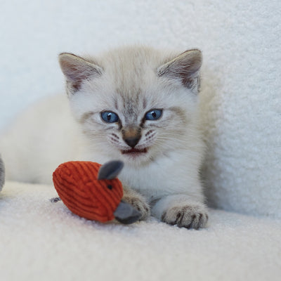 Kazoo Cat Toy Thrice the Mice
