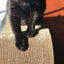 Catit Corrugated Cardboard Cat Scratcher Lounge, with catnip included. We Know Pets