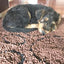 Dirty Dog Doormat