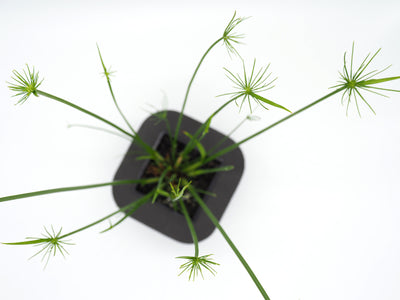 Dwarf Papyrus (Cyperus papyrus nana) pot with floating ring (7cm)